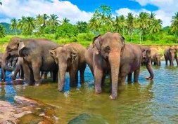 Voyage au Sri lanka