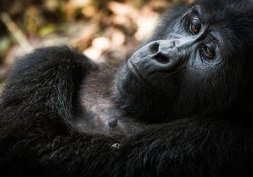 Les parcs nationaux en Ouganda