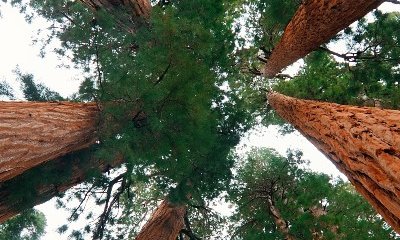 Découvrir le Parc national de Séquoia
