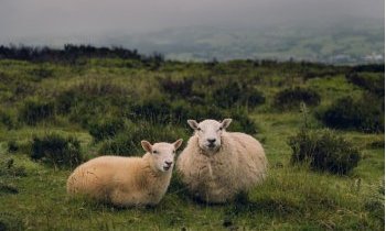 Gibbs Farm en Nouvelle-Zélande