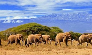 Safari en Tanzanie