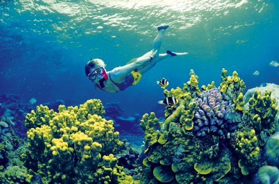 Cairns, la barrière de corail