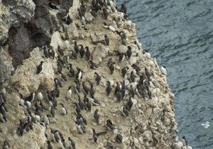 Ecosse, la vie sauvage