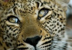Sabi Sand, sanctuaire de vie sauvage en Afrique du Sud