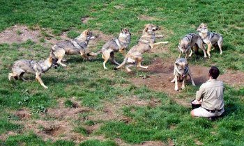Parc des loups à Courzieu