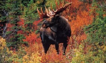 Québec, visitez les Laurentides