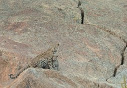 Bera, en Inde