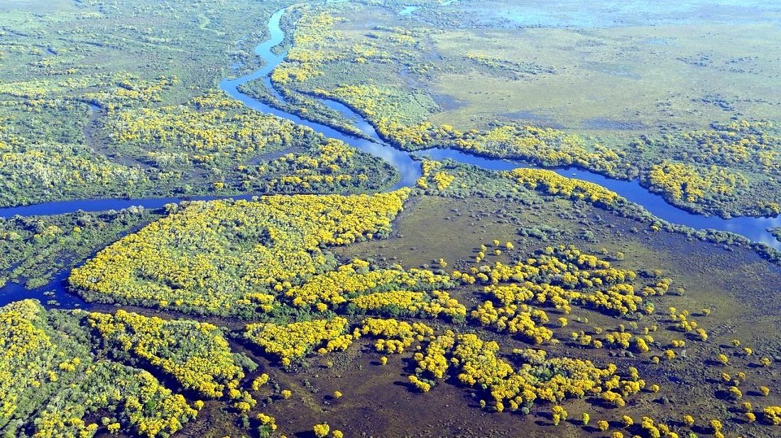 Pantanal : destination écologique au Brésil