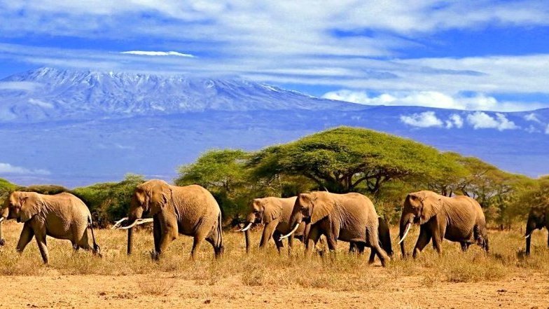 Safari en Tanzanie