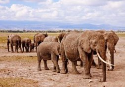 Safaris en Afrique, une aventure inoubliable