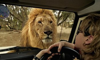 Faire un safari en Afrique du Sud