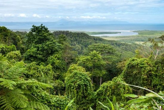 Parc national de Daintree