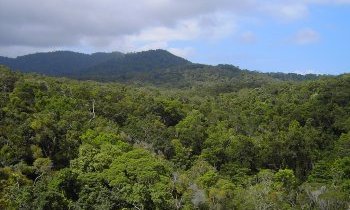 Kuranda : un village au cœur de la forêt tropicale