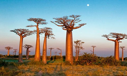 Madagascar, l'île rouge