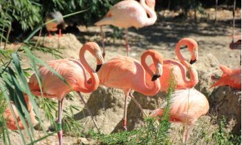 Parc des oiseaux, Villars les Dombes