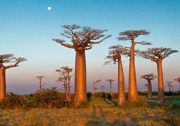 Madagascar, l'île rouge