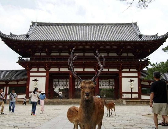  Nara, Le Berceau du Japon