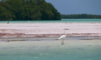 Mexique, Holbox