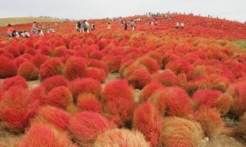 Le parc enchanteur de Hitachi