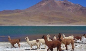Chili, le désert d'Atacama