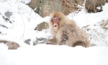 Jigokudani et les singes des neiges