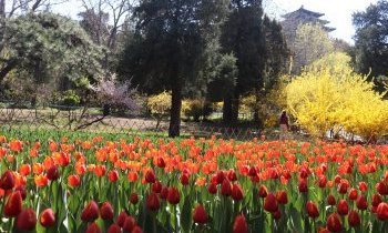 Pékin : Parc Jingshan