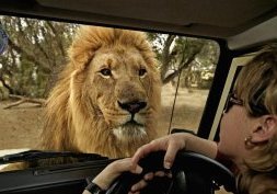 Faire un safari en Afrique du Sud