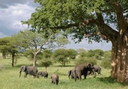 Préparer son voyage en Tanzanie