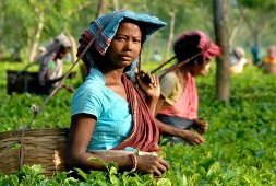 Inde