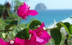 Martinique, l'île aux Fleurs