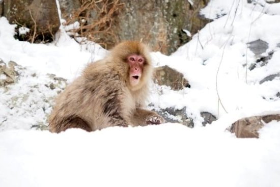 Jigokudani et les singes des neiges