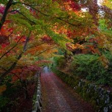 Japon : le mont Yoshino