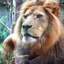 Taronga Zoo