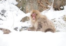 Jigokudani et les singes des neiges