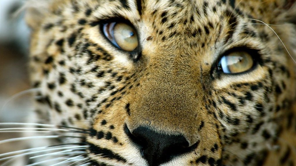 Sabi Sand, sanctuaire de vie sauvage en Afrique du Sud