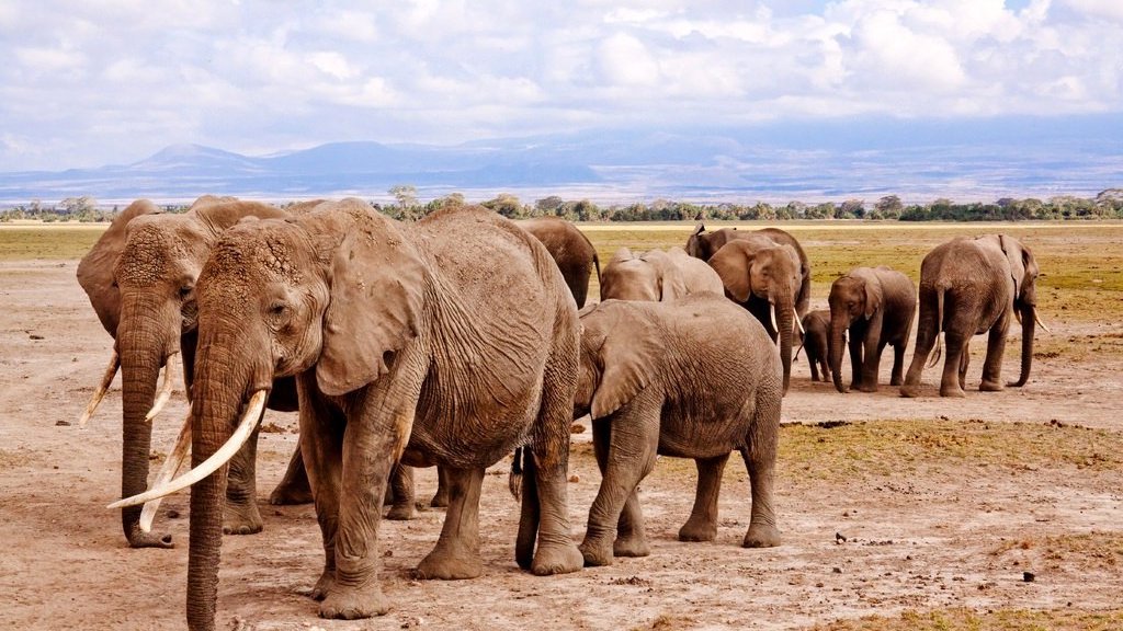 Safaris en Afrique, une aventure inoubliable