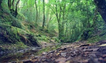 La forêt mythique de Brocéliande