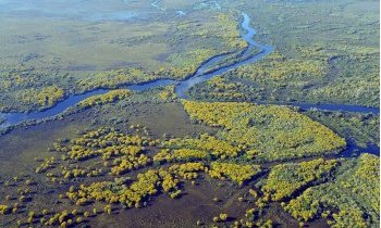 Pantanal : destination écologique au Brésil