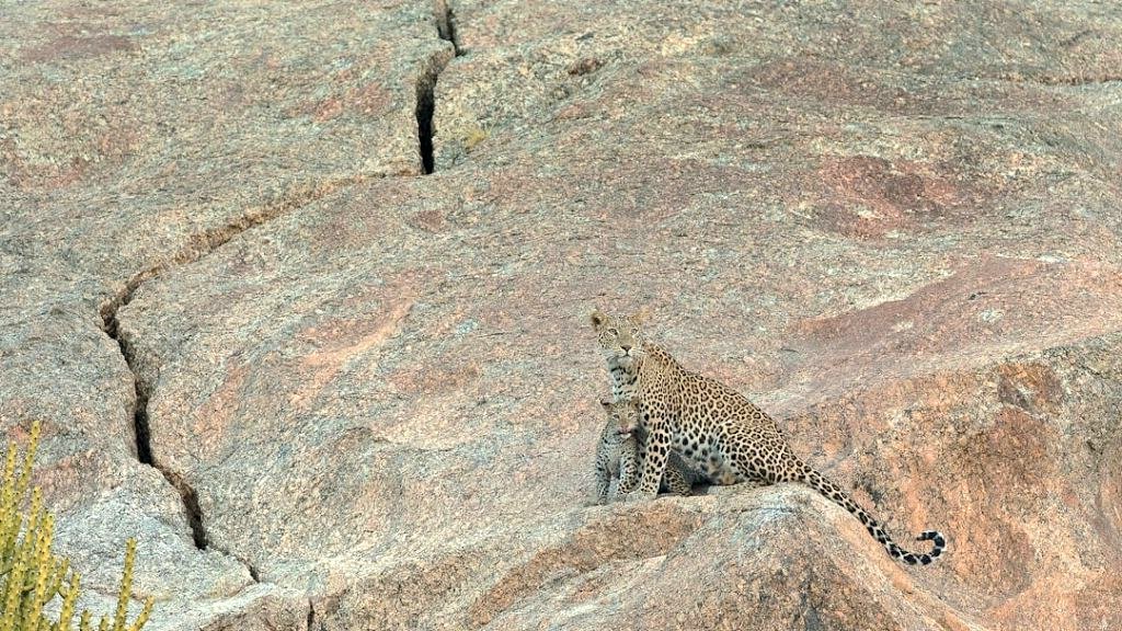 Bera, en Inde