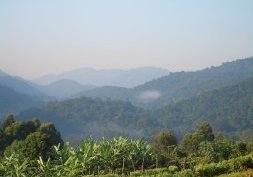 Forêt de Bwindi en Ouganda