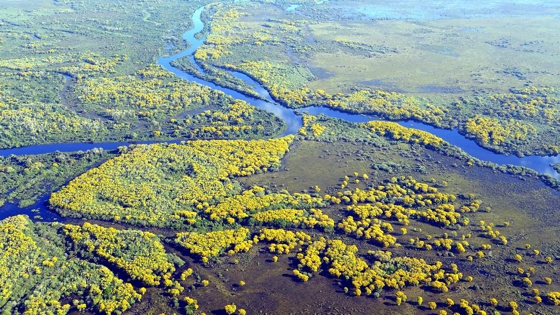 Pantanal : destination écologique au Brésil