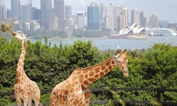 Sydney : Taronga Zoo