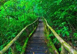 La jungle Thailandaise