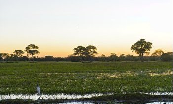Brésil : Explorer le Pantanal