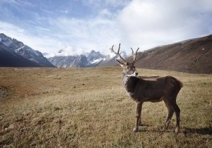 Alaska, la frontière du nord