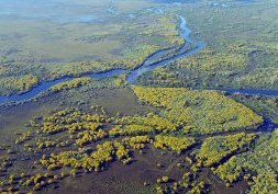 Pantanal : destination écologique au Brésil