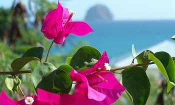 Martinique, l'île aux Fleurs