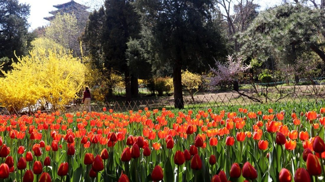 Pékin : Parc Jingshan