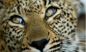 Sabi Sand, sanctuaire de vie sauvage en Afrique du Sud