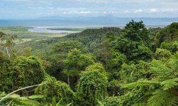 Parc national de Daintree